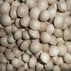 星源種業(yè)-銀杏種子，香樟種子，紫薇種子熱銷品種