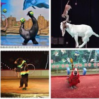 動物租賃袋鼠租賃馬戲表演出租