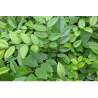 供應廣西黃花梨樹示范場 玉林黃花梨苗 花梨木苗批發(fā)