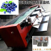 保護藍莓果粉的藍莓篩選機
