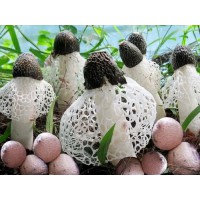 竹蓀學校供應