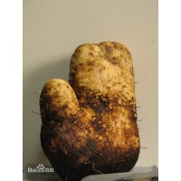 腳板苕供應
