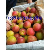 陜西金太陽杏基地價格豐園紅杏凱特杏產地太平紅杏價格行情